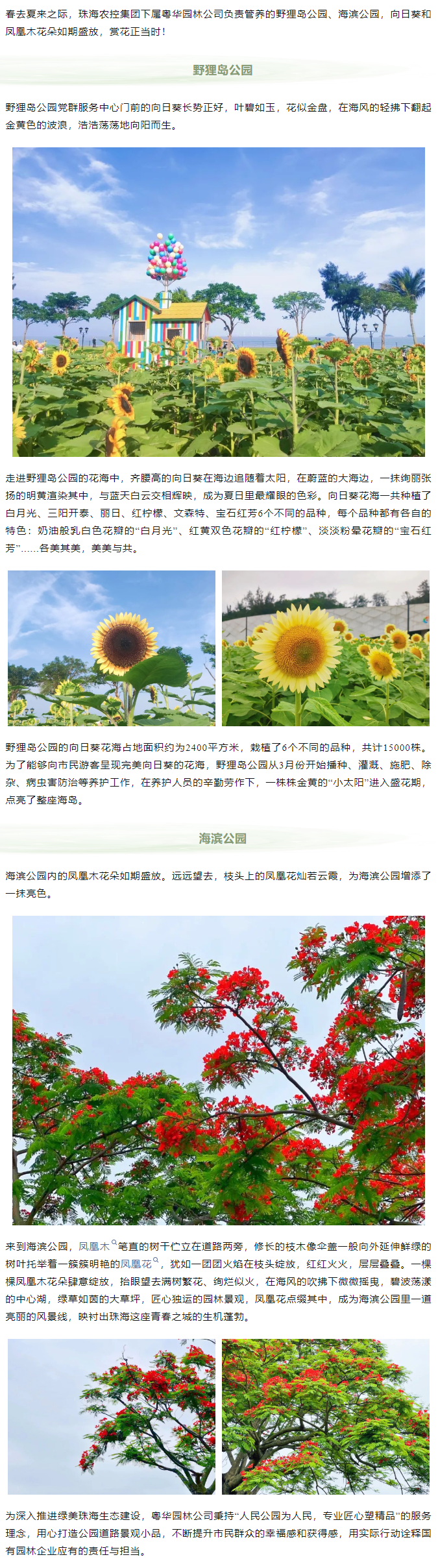 鳳凰花開(kāi) 向陽(yáng)而生  走！到市屬公園賞花去.png